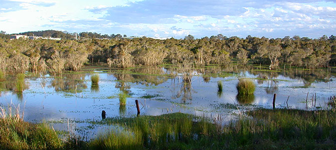 Porters Creek Wetland on the Central Coast.