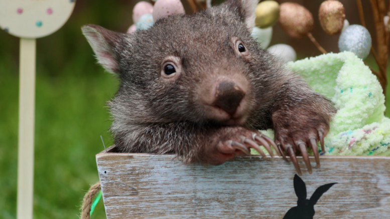 baby-wombat-reptile-park-777x437.png
