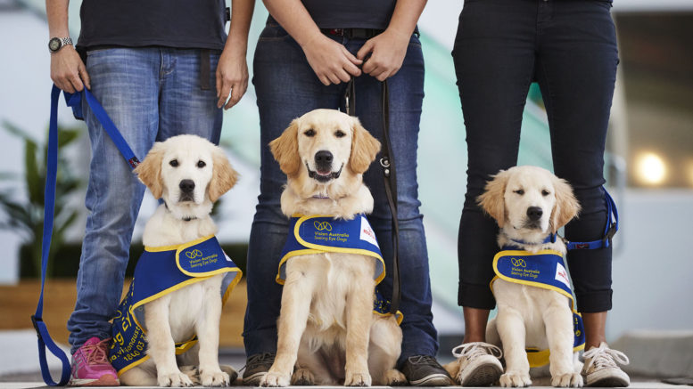 Seeing eye dogs sales released dogs