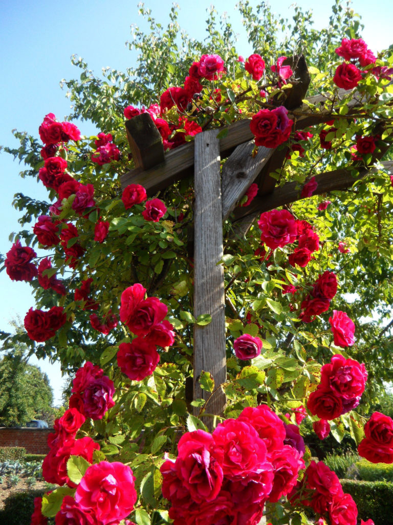 Down in the Garden: Growing garden climbers - Central Coast News