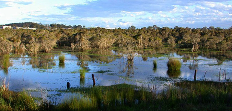 Clinches Pond Environment Group in Moorebank, NSW - 13 Feb, 2021 Sat 9:00am