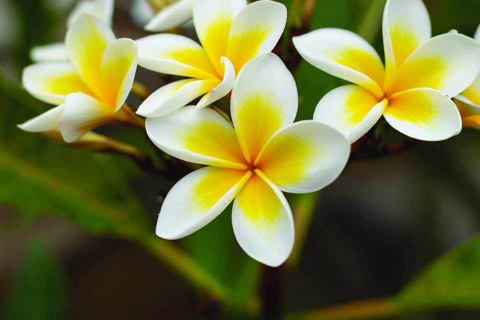 blue plumeria tree