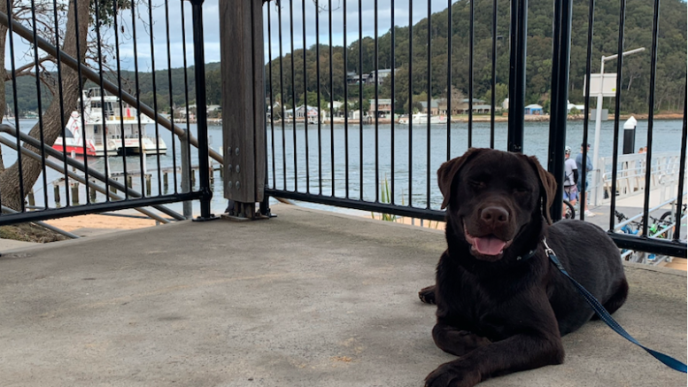 can you take dogs on a ferry