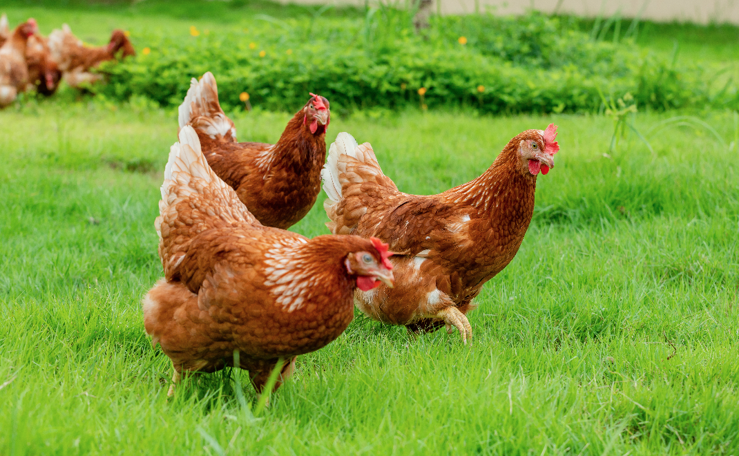 Chicken: beyond 'free range' and 'organic' - Central Coast News