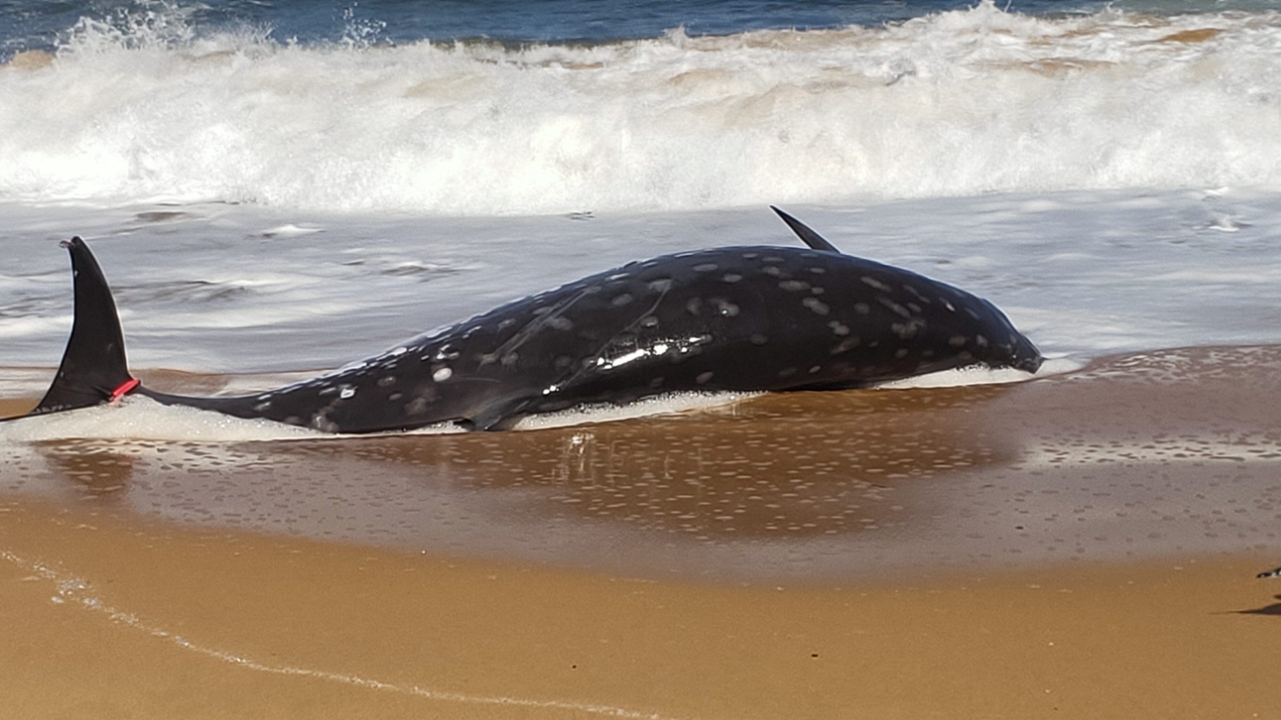 dead whale washes up