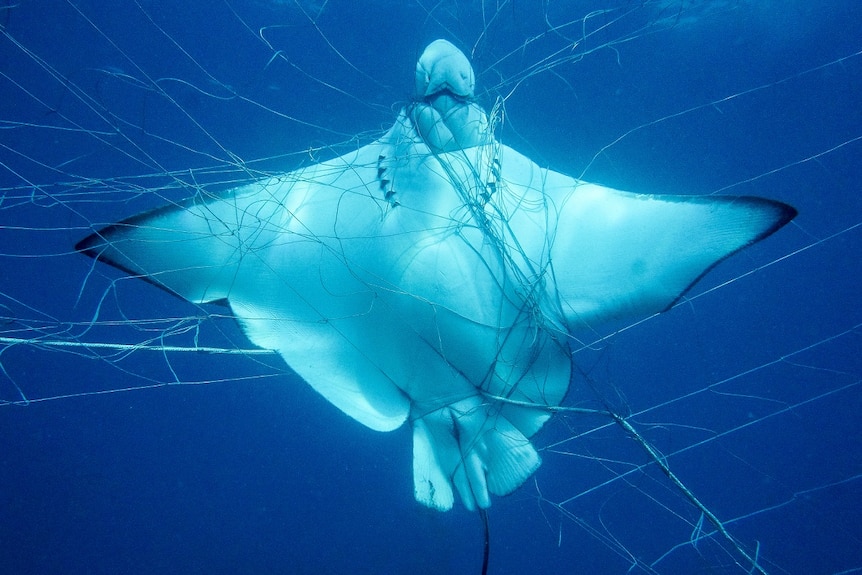 Shark net kills unacceptable - Central Coast News
