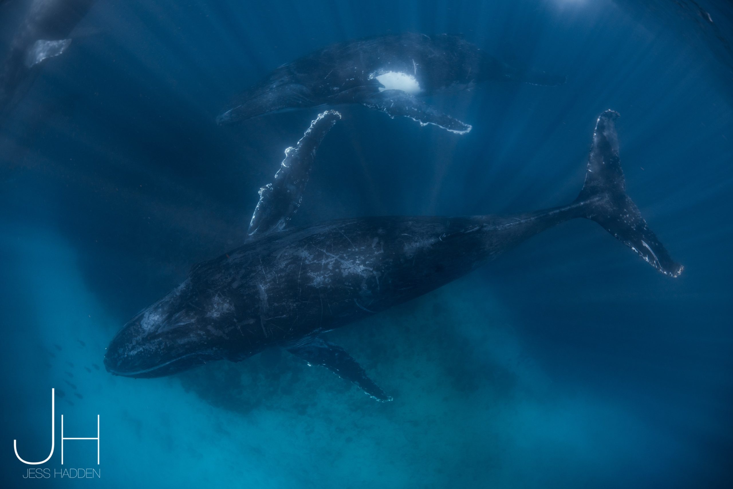 Wind farms no threat to whales says Professor - Central Coast News