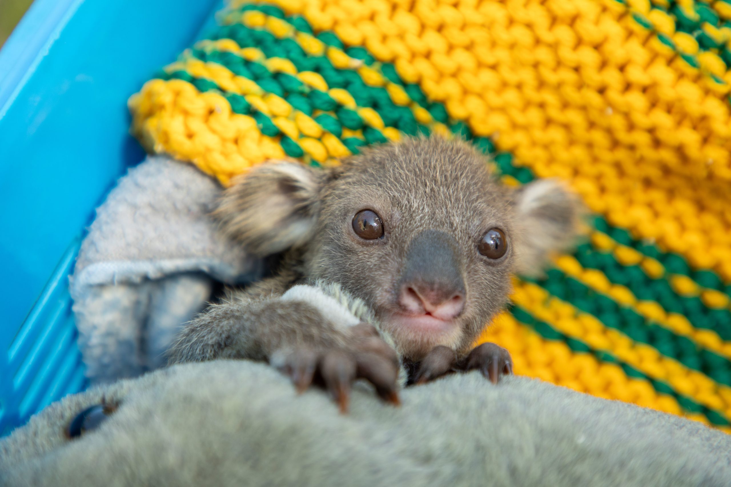 Koala joey thriving after urgent rescue - Central Coast News