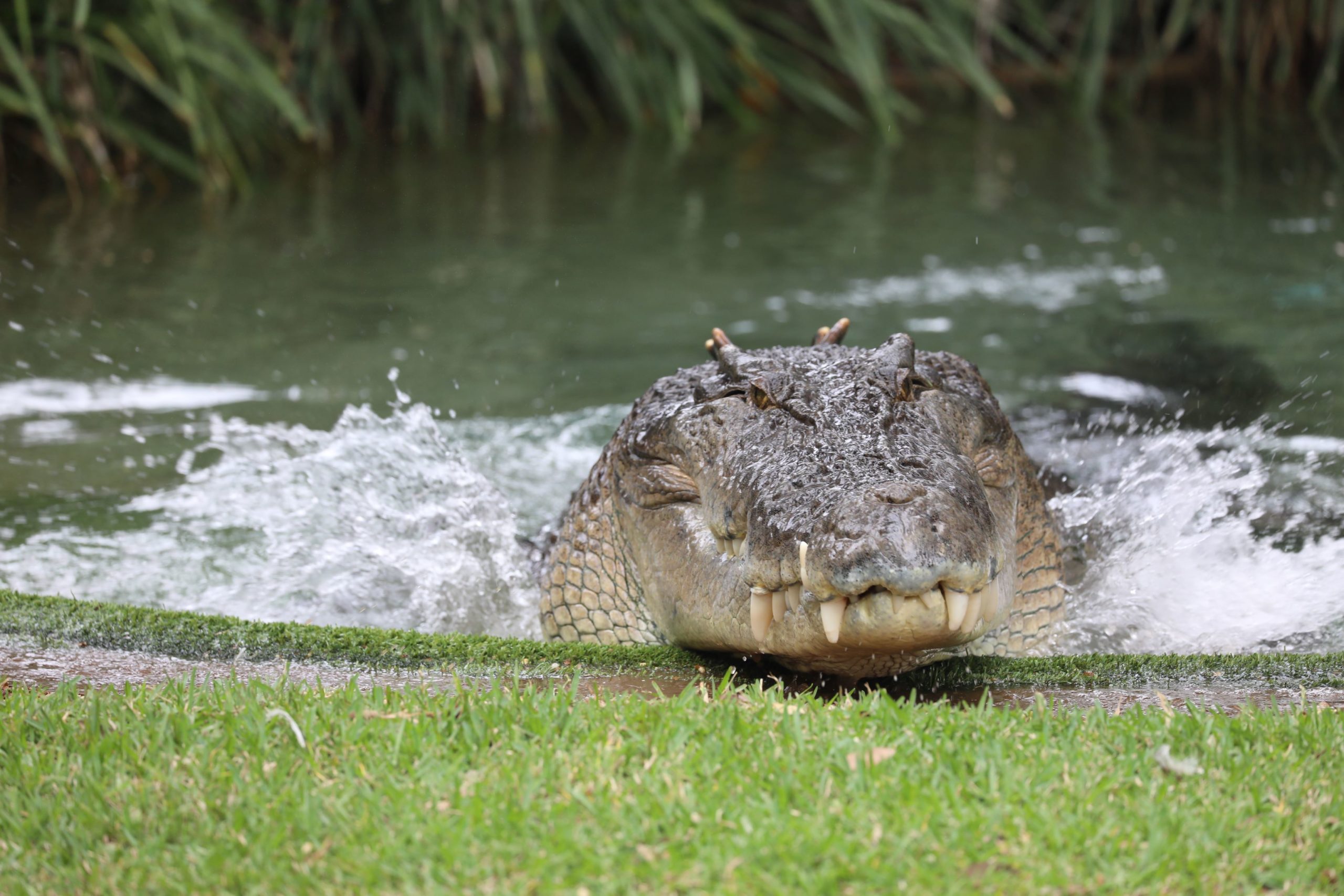 Eric the high quality Crocodile