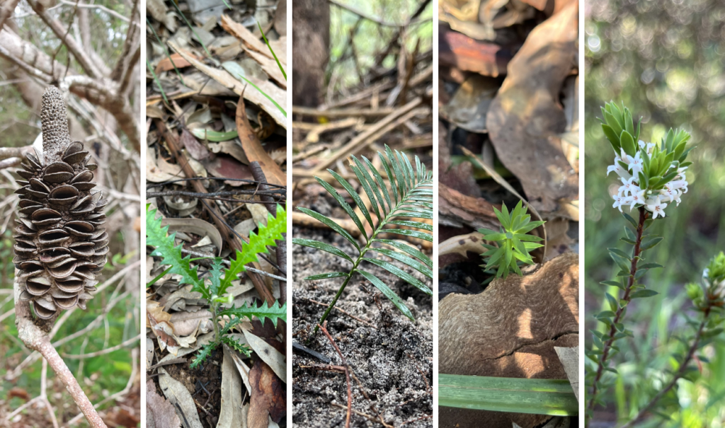 Call for more action to save woodland