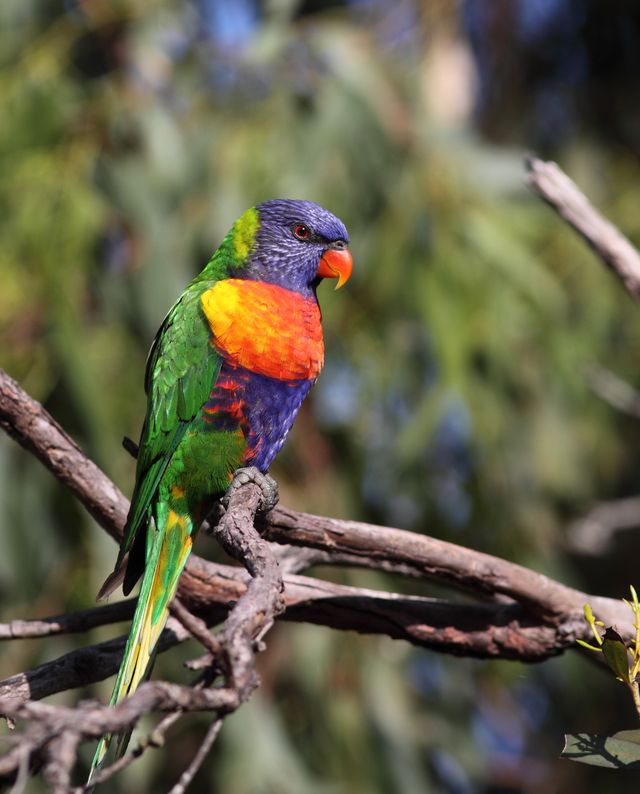 Feathers in focus as the Aussie Bird Count returns